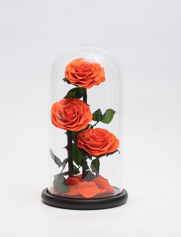 Capsule Orange Rose