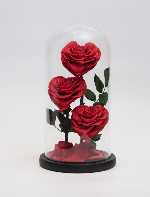 Capsule Red Rose