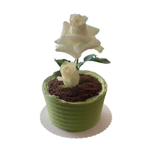 Green Pot Mini Cake