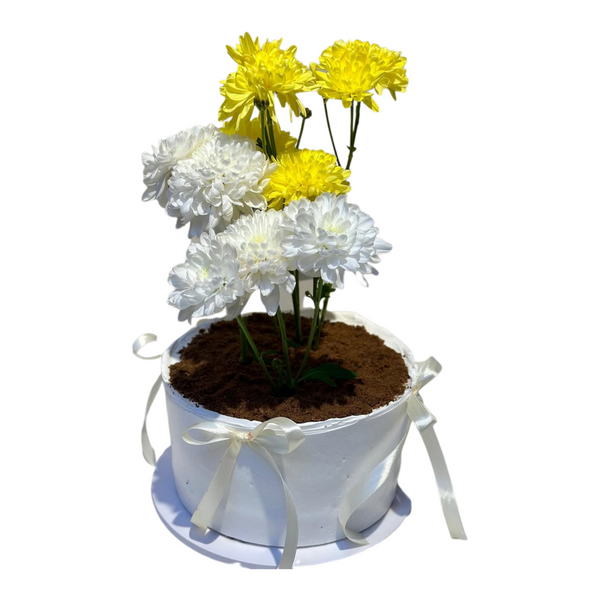 Pot Cake with Yellow & White Cherry Roses